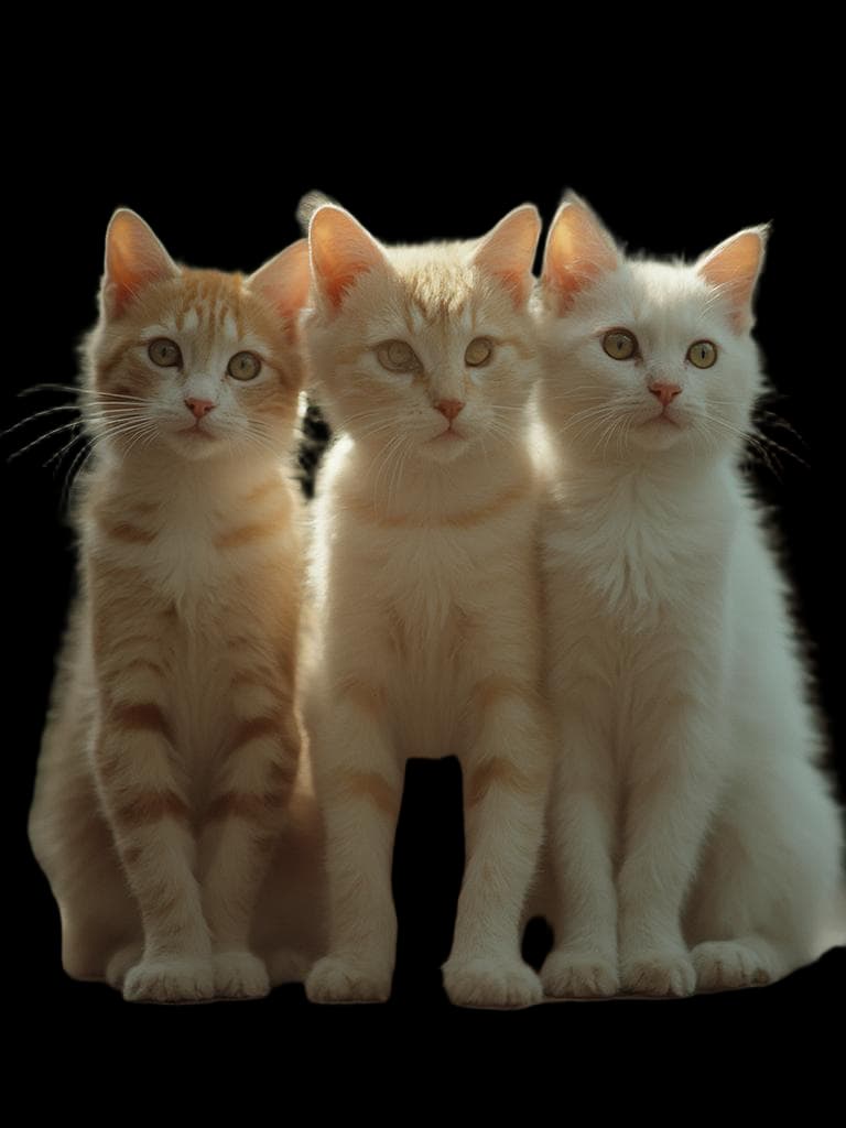 cats
